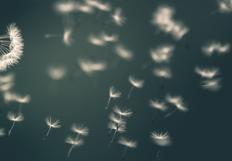 Dandelion bloossom with seeds spreading in the wind. The "dandelion" concept is used by CIP as a metaphor for the spread of implementation science.